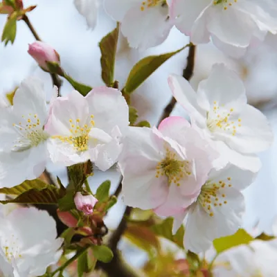 Вишня ОКАМЕ  Вишня ОКАМЕ в Тюмени