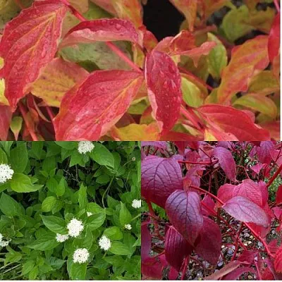 Комплект СЕВЕРНОЕ СИЯНИЕ в Тюмени