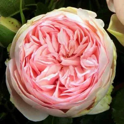 Саженцы роз БРАЙДАЛ ПИАНО чайно-гибридная  Саженцы роз БРАЙДАЛ ПИАНО чайно-гибридная в Тюмени