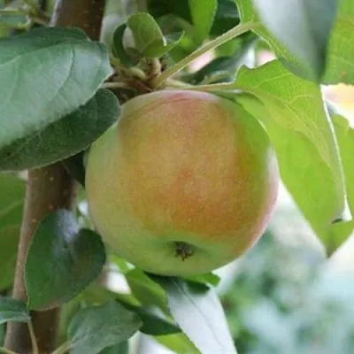 Яблоня ПОДСНЕЖНИК стелющаяся в Тюмени