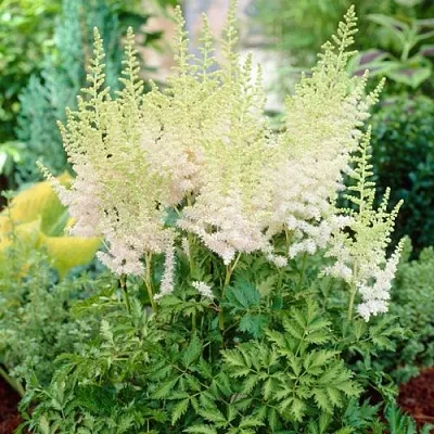 Астильба МИЛК ЭНД ХАНИ китайская  Астильба МИЛК ЭНД ХАНИ китайская в Тюмени