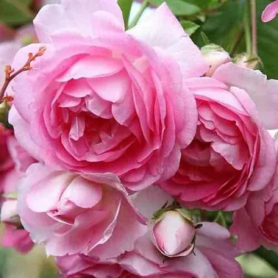 Саженцы роз ЖАСМИНА плетистая  Саженцы роз ЖАСМИНА плетистая в Тюмени