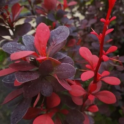 Барбарис РЕД ПИЛЛАР тунберга в Тюмени