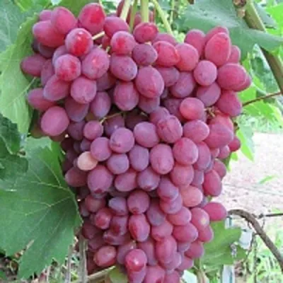 Виноград КИШМИШ ВЕЛЕС в Тюмени