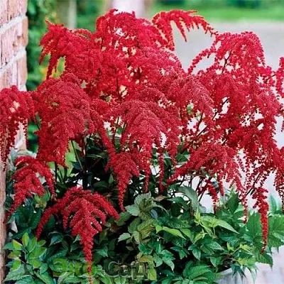 Астильба РЕД ЧАРМ Арендса  Астильба РЕД ЧАРМ Арендса в Тюмени