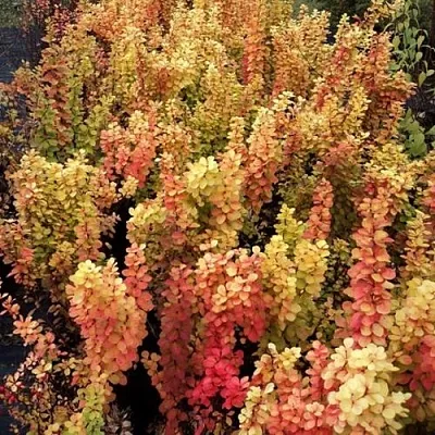 Барбарис САММЕР САНСЕТ тунберга в Тюмени