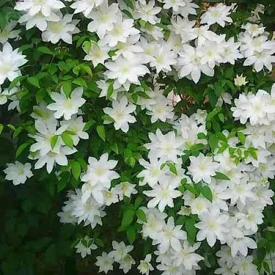 Клематис ТОКИ  Клематис ТОКИ в Тюмени