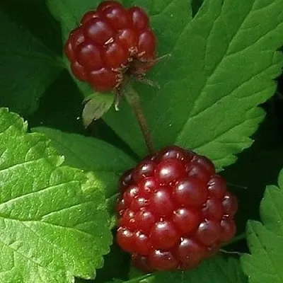 Княженика КЛОН  Княженика КЛОН в Тюмени