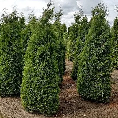Туя ХОЛМСТРУП западная  Туя ХОЛМСТРУП западная в Тюмени