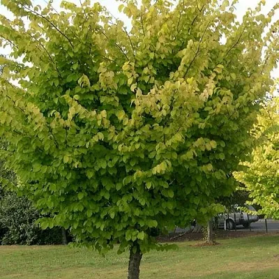 Вяз обыкновенный в Тюмени