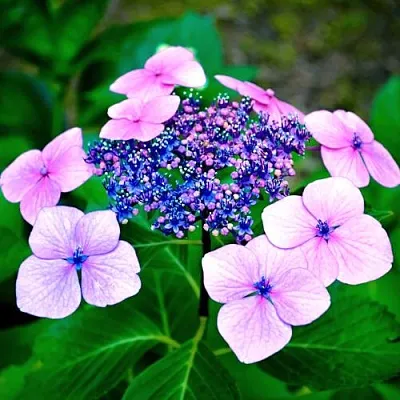 Гортензия БЛЮБЕРД пильчатая в Тюмени