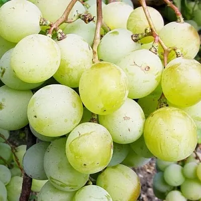 Виноград КЕША МУСКАТ  Виноград КЕША МУСКАТ в Тюмени