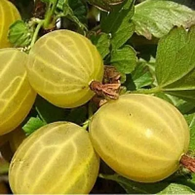 Крыжовник ЯРОВОЙ в Тюмени