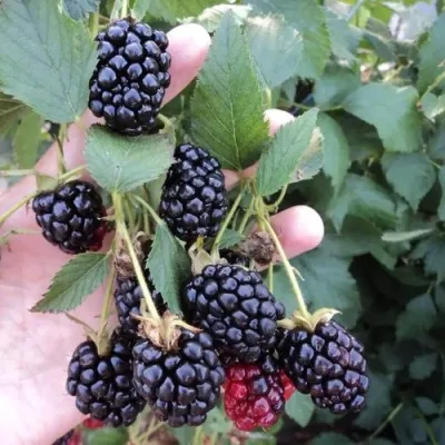 Ежевика ОУАЧИТА бесшипная — описание сорта Ежевика ОУАЧИТА бесшипная в Тюмени