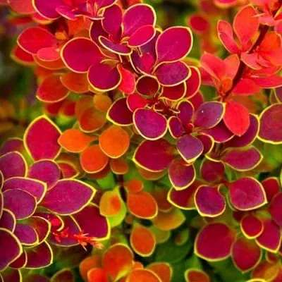 Барбарис ОРАНЖ САНРАЙЗ тунберга в Тюмени