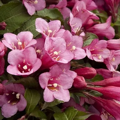 Вейгела ФЛОРИДА в Тюмени