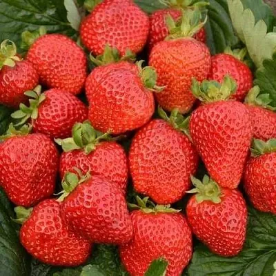 Клубника САН АНДРЕАС ремонтантная  Клубника САН АНДРЕАС ремонтантная в Тюмени