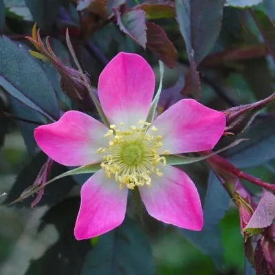 Саженцы роз сизая — описание сорта Саженцы роз сизая в Тюмени