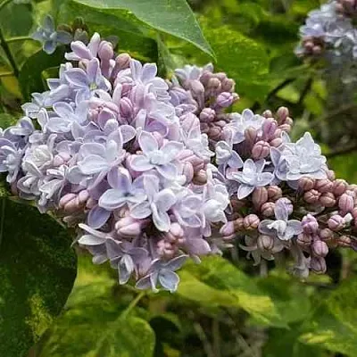 Сирень АУКУБАФОЛИЯ  Сирень АУКУБАФОЛИЯ в Тюмени