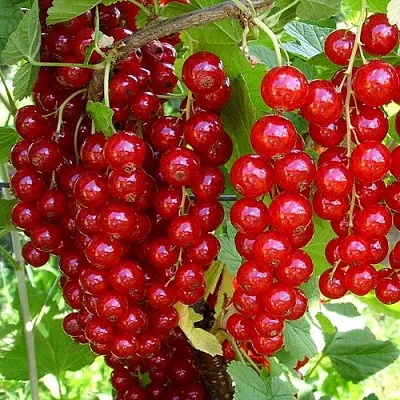 Смородина красная ЙОНКЕР ВАН ТЕТС  Смородина красная ЙОНКЕР ВАН ТЕТС в Тюмени