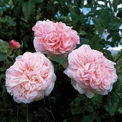 Саженцы роз КЛЭР РОУЗ английская  Саженцы роз КЛЭР РОУЗ английская в Тюмени