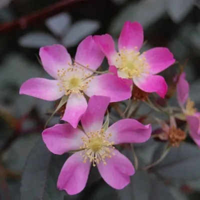 Саженцы роз сизая — описание сорта Саженцы роз сизая в Тюмени