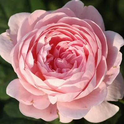 Саженцы роз КУИН ОФ СУИДЕН английская  Саженцы роз КУИН ОФ СУИДЕН английская в Тюмени