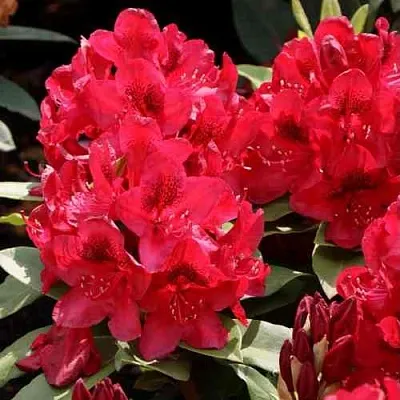 Рододендрон МАТАДОР  Рододендрон МАТАДОР в Тюмени