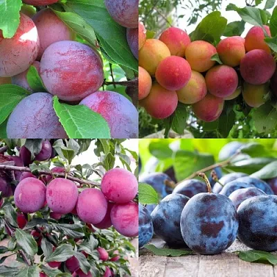 Комплект СЛИВОВЫЙ САД в Тюмени