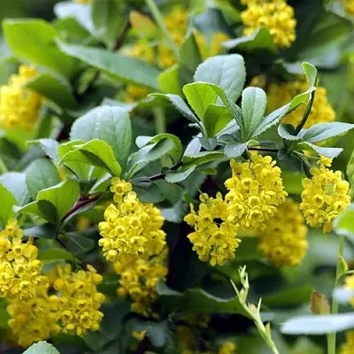 Барбарис корейский  Барбарис корейский в Тюмени