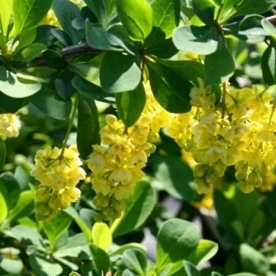 Барбарис ИНДИАН САММЕР   Барбарис ИНДИАН САММЕР  в Тюмени