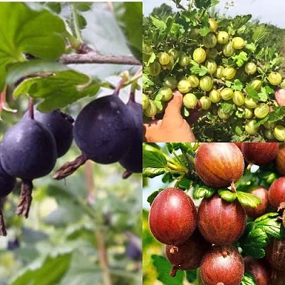 Комплект КРЫЖОВНИК MIX в Тюмени