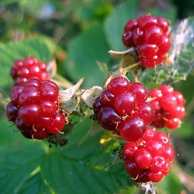 Княженика АСТРА  Княженика АСТРА в Тюмени