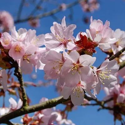 Вишня РАНЧО САРЖЕНТА  Вишня РАНЧО САРЖЕНТА в Тюмени