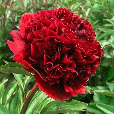 Пион РЕД ГРЕЙС травянистый  Пион РЕД ГРЕЙС травянистый в Тюмени