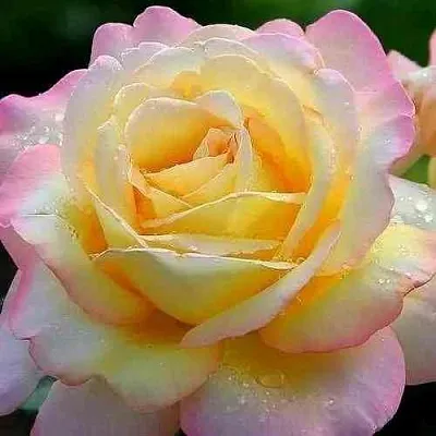 Саженцы роз ГЛОРИЯ ДЕЙ чайно-гибридная  Саженцы роз ГЛОРИЯ ДЕЙ чайно-гибридная в Тюмени