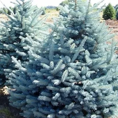 Ель ГЛАУКА колючая  Ель ГЛАУКА колючая в Тюмени