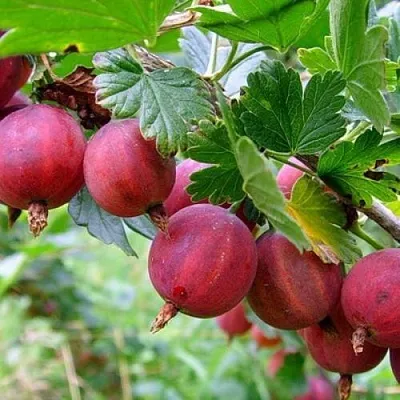 Крыжовник КРАСНОСЛАВЯНСКИЙ в Тюмени