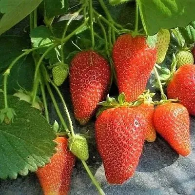 Клубника РОКСАНА  Клубника РОКСАНА в Тюмени