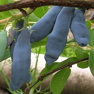 Жимолость съедобная ЛЕНИНГРАДСКИЙ ВЕЛИКАН  Жимолость съедобная ЛЕНИНГРАДСКИЙ ВЕЛИКАН в Тюмени