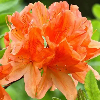 Азалия ГЕЙША ОРАНЖ японская в Тюмени