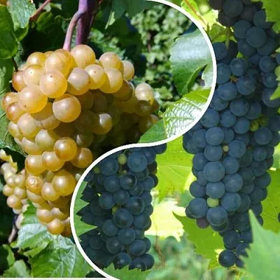 Комплект ИНЬ-ЯНЬ в Тюмени