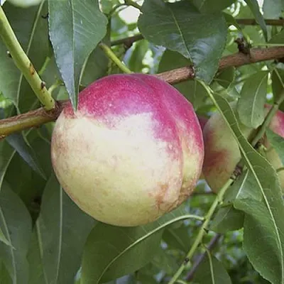 ПИЧЕРИН  ПИЧЕРИН в Тюмени