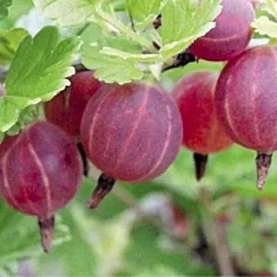 Крыжовник РАВОЛТ в Тюмени