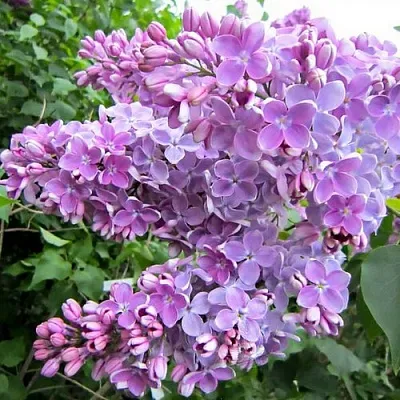 Сирень ОЛЯ в Тюмени