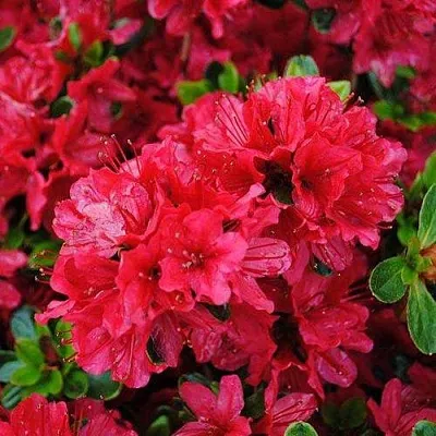 Азалия ХИНО КРИМСОН японская в Тюмени