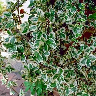 Бересклет ВАРИЕГАТУС форчуна  Бересклет ВАРИЕГАТУС форчуна в Тюмени