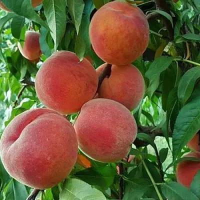 Персик САНКРЕСТ  Персик САНКРЕСТ в Тюмени