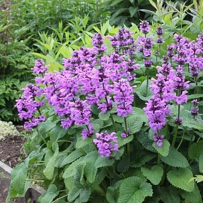 Буквица крупноцветковая  Буквица крупноцветковая в Тюмени