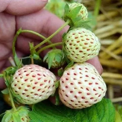 Клубника АНАНАСА ремонтантная в Тюмени